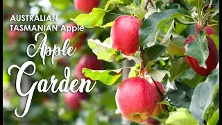 Amazing Apple Garden I Australian Apple I Tasmanian Apple Garden