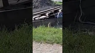 #travel #funnyvideo #nature #cat #music #wildlife #catlover #mountains #funny #fox #shorts #like #dj