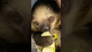 Sloth Gets High - Cute Baby Animals - Best Funny Animals Videos - Sloth Amazing Animals #shorts