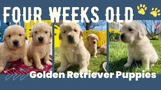 4 Week old Golden Retriever Puppies - Cutest Golden Retriever Puppies 4 Weeks Old