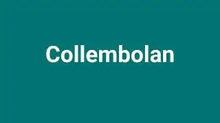 'Collembolan' Meaning and Pronunciation