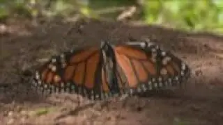 Migratory monarch butterfly joins IUCN  endangered Red List  ++REPLAY++