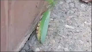 Cute praying mantis #insect#wildlife#animals