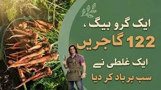 One Grow Bag, 122 Carrots: Lessons Learned & Tips for Success!