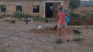 Stray cats know when there caretaker arrives for feedtime
