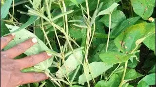 Ankur T9 70 days crop #Ankurt9 #blackgram#farming #agriculture