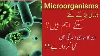 Why Microorganisms are Important? | The World of Microscopic Organisms | Microorganisms in Real