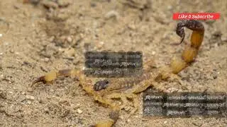 Amazing arachnids Hunters:Spiders, scorpions and More!