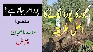 How to grow dates plants | khajor lagane ka tarika |Plant  kasy lagain |Dates Farming
