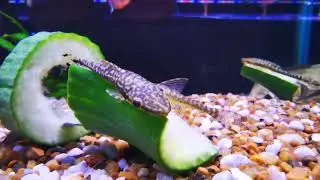 Catfish and L Numbers