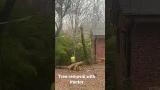Small cedar tree removal with tractor and chainsaw.