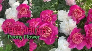 Peony Flowers | Peonies Peony | पेओनी फूल पेओनी #FreshFlowers177 #viralvideo #ytshorts #gardening