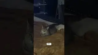 @astramuze: Ничто не остановит ее #кошка #любителькошек #котенок