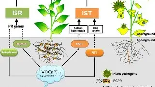 Terpenoid-2 Classification Structure  Hemiterpenes,Monoterpenoid,Sesquiterpenoid,Important Of M.Sc.