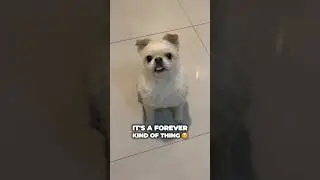 Forever 🥰 #cutedogsdaily #petsshorts #petsshortvideo #dogshortvideos #dogshortscompilation #dog