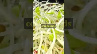Do you eat Alfalfa Sprouts everyday? #health #wellness #shorts
