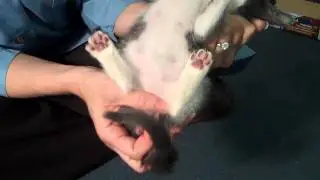 How to Determine the Gender of Your Kitten