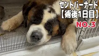 【術後1日目】セントバーナードももちゃんは術後1日目でまだ歩けません。食欲もなく食べられるようにならないと帰れないので、パパさんは必死に食べさせました。