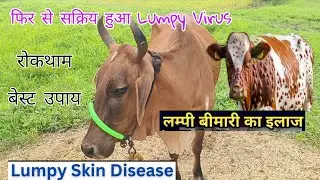 फिर से सक्रिय हुआ Lumpy Virus | Lumpy skin Disease Symptoms, treatment and in Cows
