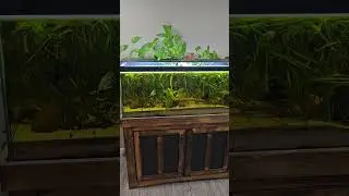 Aquariums and Christ Fish Room Tour