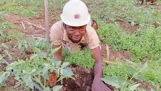 Cette méthode de buttage de tomate te permet de doubler ta récolte. (RÉUSSIR LA  TOMATE: PARTIE 1)