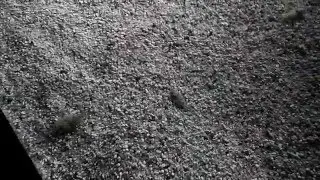 Flatfish camouflage