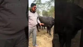 ਚਾਰ ਝੋਟੀਆ ਵਿਕਾਊ ਹਰਿਆਣੇ ਦਿਆ 