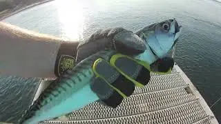 Fishing for Mackerel and Herring in Passamaquoddy Bay, Maine