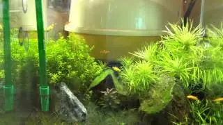 Davao Aquarium pet shop