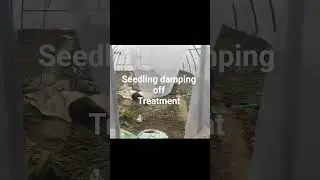 How to Protect and cure damping off in seedlings #farming #agriculture #damping