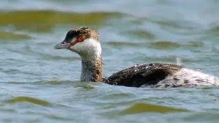 Поганка красношейная (Podiceps auritus) - Horned Grebe | Film Studio Aves