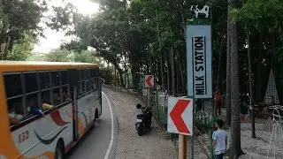 Molave Milk Station in Barili CEBU | CYBER STUDIO TRAVELVLOGS