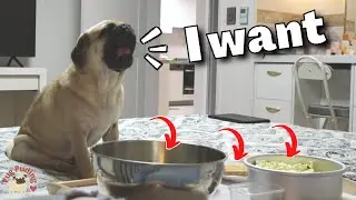 I ate snacks alone in front of my pug.. (Pug Puding got angry)