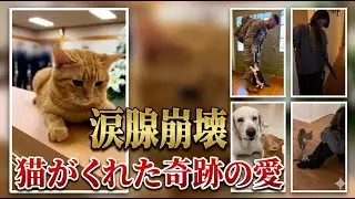 No Words Needed &mdash; Heartwarming Moments That Show How Much Cats Love Their Owners