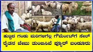 ವಿಶ್ವ ಪ್ರಸಿದ್ಧ ಬಂಡೂರು ಕುರಿ ತಳಿ  government ಗೆ  ಟಗರು ಮಾರಾಟ ಮಾಡಿದ ರೈತ Bandur kuri: breed of Karnataka