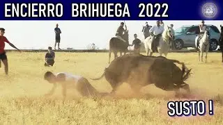 TENSION EN LOS RASTROJOS 😱BRIHUEGA 🌾ENCIERRO POR EL CAMPO 🚨👀