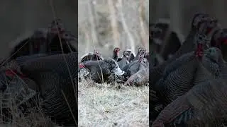 Insane Merriam turkey hunt in Wyoming #huntturkeys #sitka #turkeyhunting #wildlife #yeti