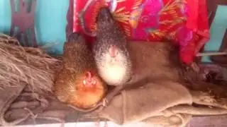 VID 20161109 112751