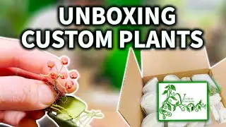Unboxing custom plants from Verdant Vivariums