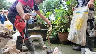 BUDEGA NG SIMBAHAN TINIRAHAN NG JUMBO COBRA LILIW LAGUNA