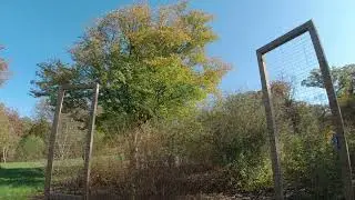 MortonArb - Plants of China