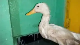 7382811954 || Ajmeri Ducks Pair For Sale || Only 2000, Yakutpura , Imlibun Moula ka chihlla Hyd, TS