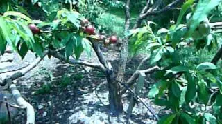 Big Stonefruit Tree - 4 Grafts