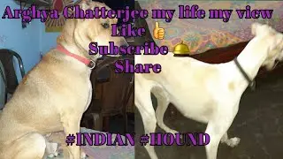 Amazing Indian hound dog playing