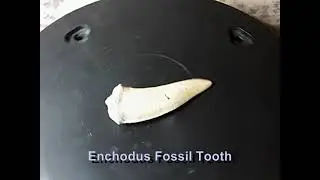 Enchodus