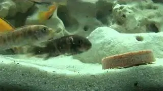 Tetra Natura Block - Nat&uuml;rliches Futter f&uuml;r alle Zierfische