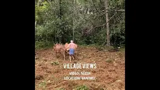Ploughing farm land using bulls in village