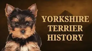 From Coal Mines to Castles: The True History of the Yorkie