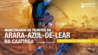 1T/ 5EP: Monitorando filhotes da Arara-azul-de-lear na caatinga!