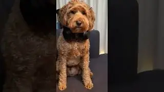 Nearly 10k on ​Spotify! Stream Bloom In Spring to help Radar the studio puppy #puppylife